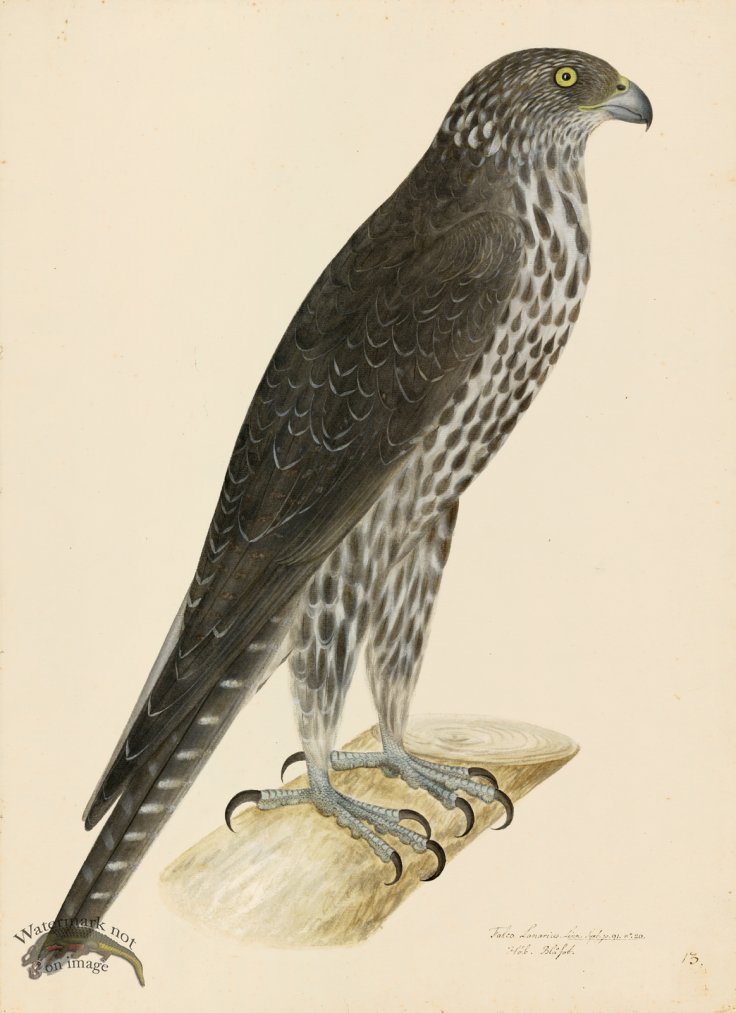 (image for) GYR FALCON . PL 13