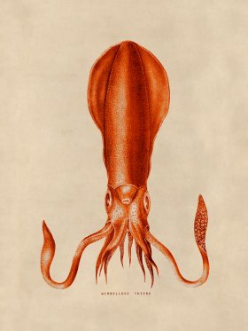 Octopus Orange 27