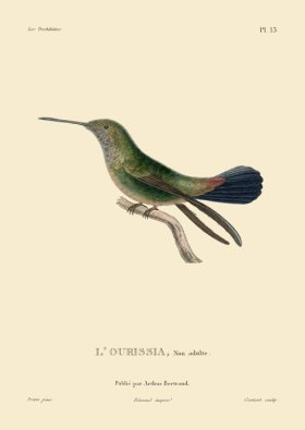 (image for) Humming Bird 13