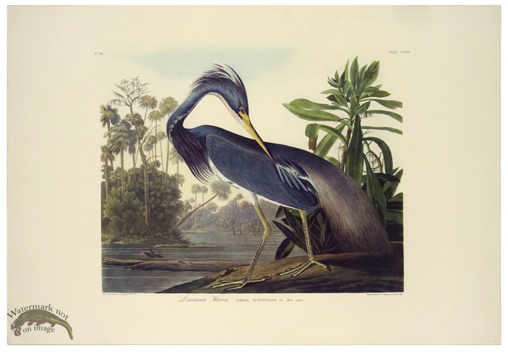 (image for) Louisiana Heron L.E. - Click Image to Close