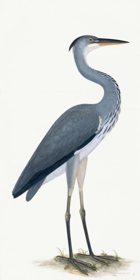 Rudbeck 003 Grey Heron 20x40