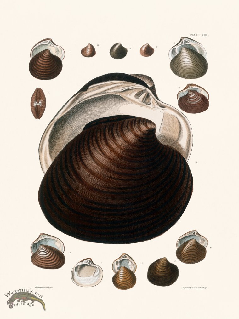 (image for) Cpt Brown Shell 13