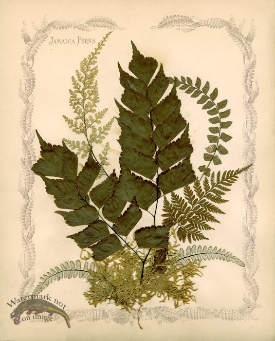 Jamaican Fern 06