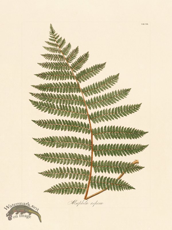 (image for) Hooker Fern 08