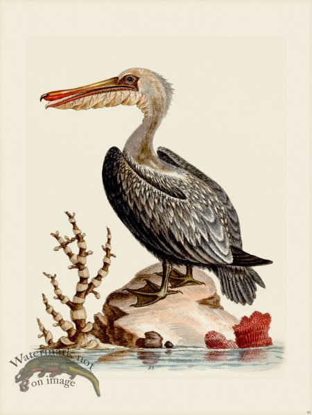 (image for) Edwards 093 Pelican of America