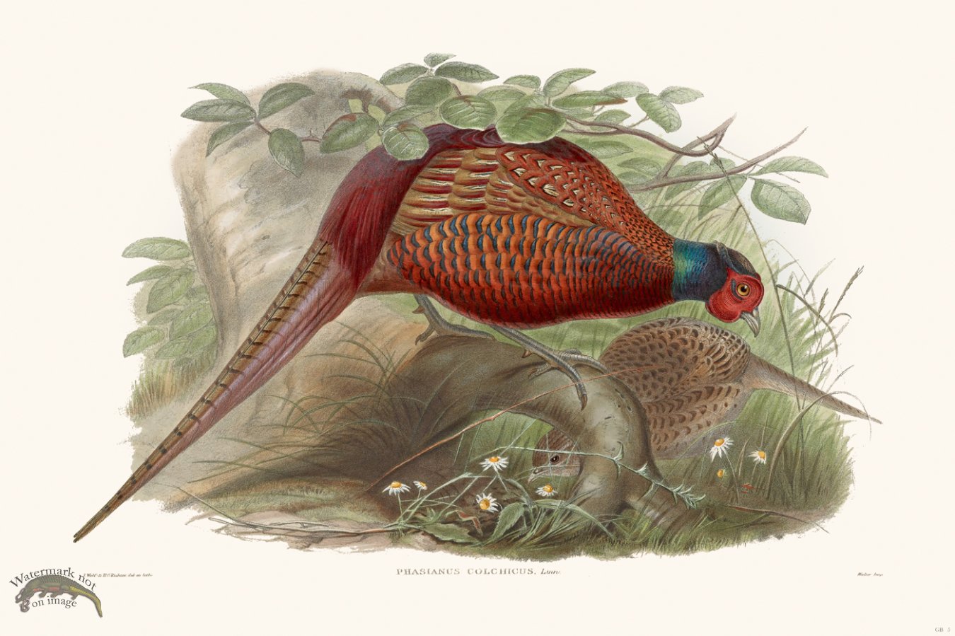 (image for) Gould Game Bird 005