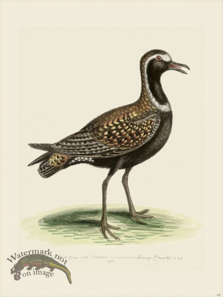 (image for) Edwards 140 Spotted Plover