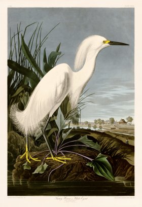 242 Snowy Heron