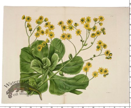 (image for) Curtis Botanical 021