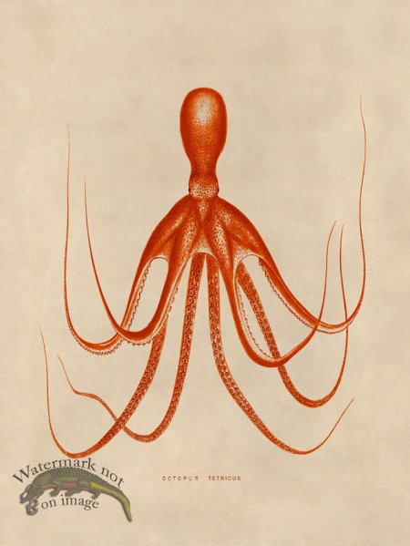 (image for) Octopus Orange 20