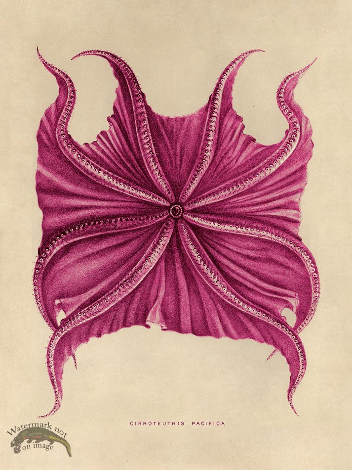 (image for) Octopus Pink 06