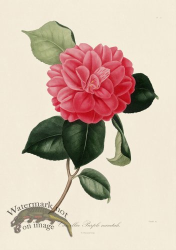 A generic image