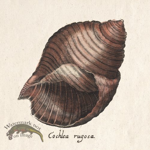 Merian Shell 10