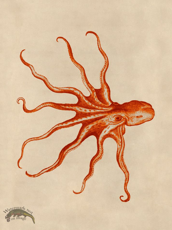 (image for) Octopus Orange 29