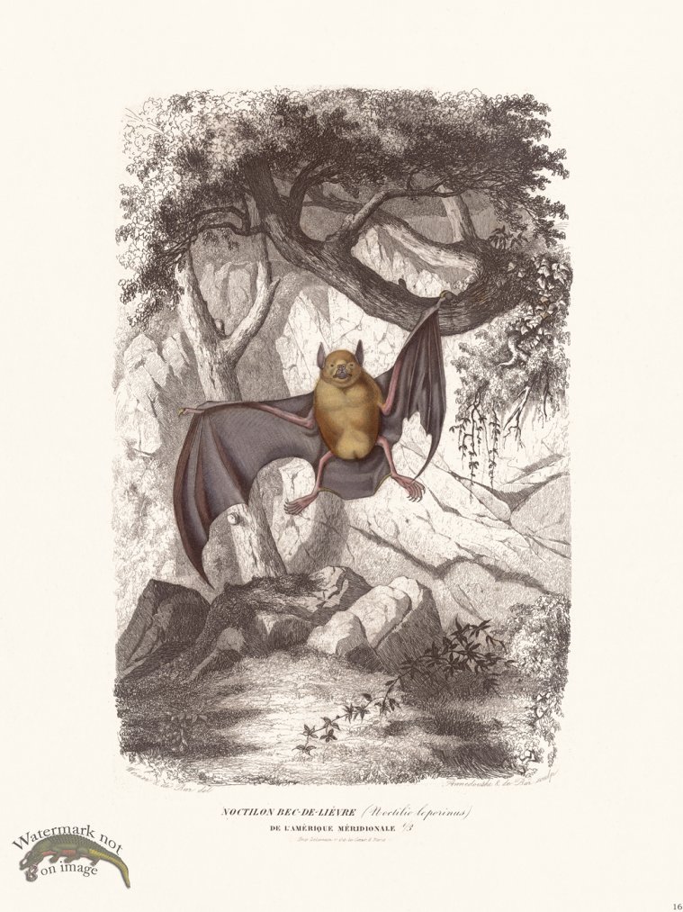 Bats of the World 16