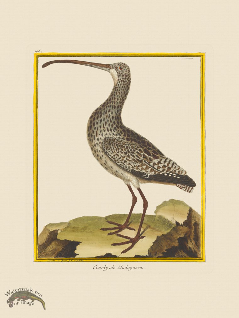 (image for) Martinet Bird 198