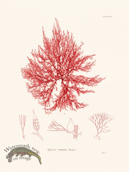 (image for) Bradbury Seaweed 028