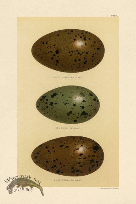 (image for) Seebohm Egg 03