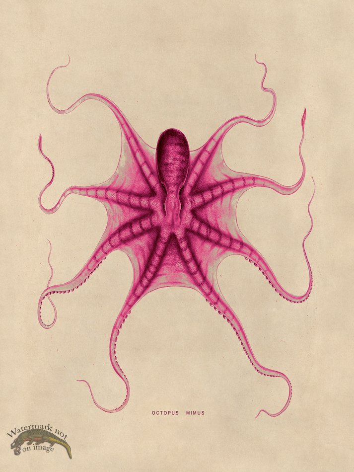 (image for) Octopus Pink 22