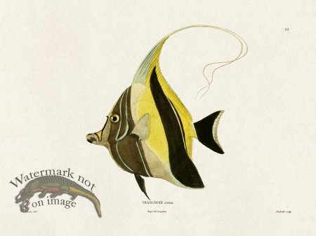 (image for) Werner Fish 010