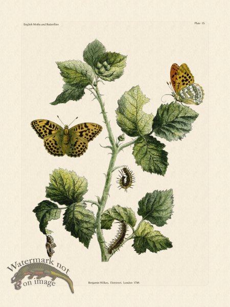 (image for) Wilkes Butterflies 015