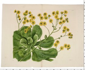 (image for) Curtis Botanical 021