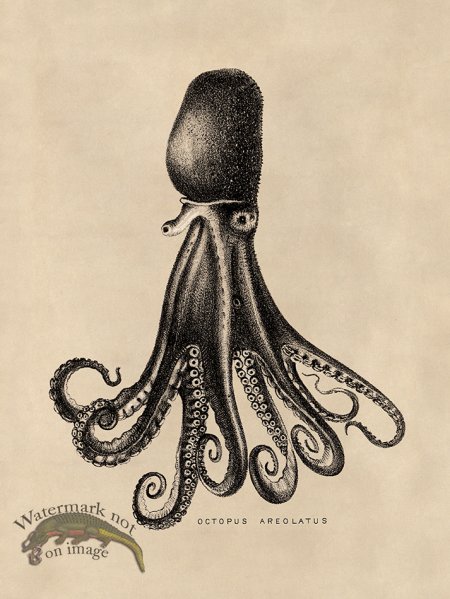 (image for) Octopus Tan 14