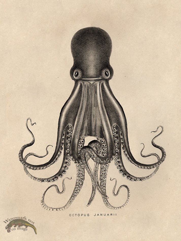 (image for) Octopus Tan 07