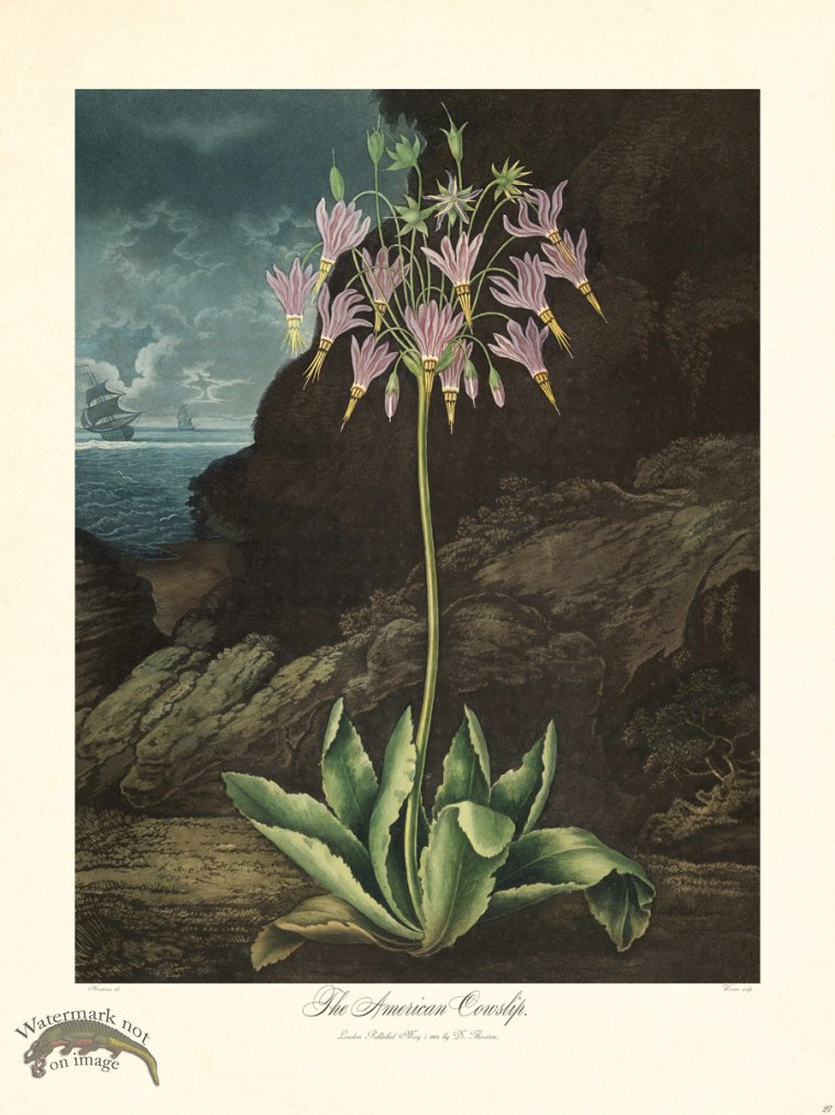 (image for) 27 American Cowslip