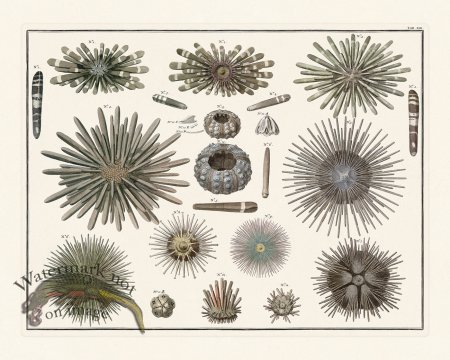 (image for) Seba B2 013 Urchin