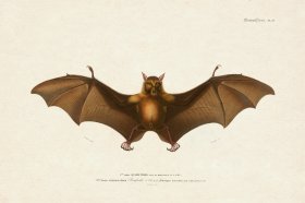 FNH 23 Fruit Bat