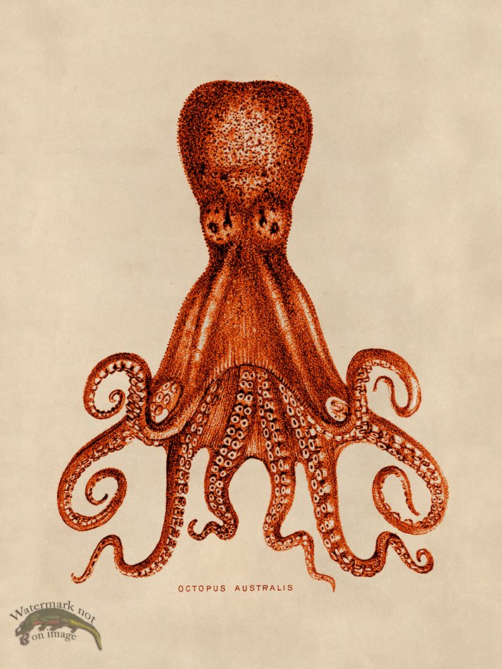 (image for) Octopus Orange 15