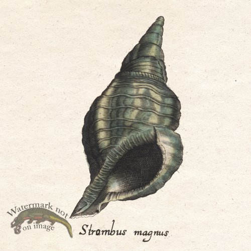 Merian Shell 12