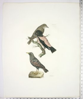 (image for) Starling, Male; Rose Coloured Pastor; D. Young