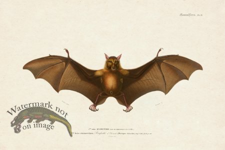 (image for) FNH 23 Fruit Bat