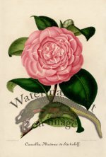 Camellias