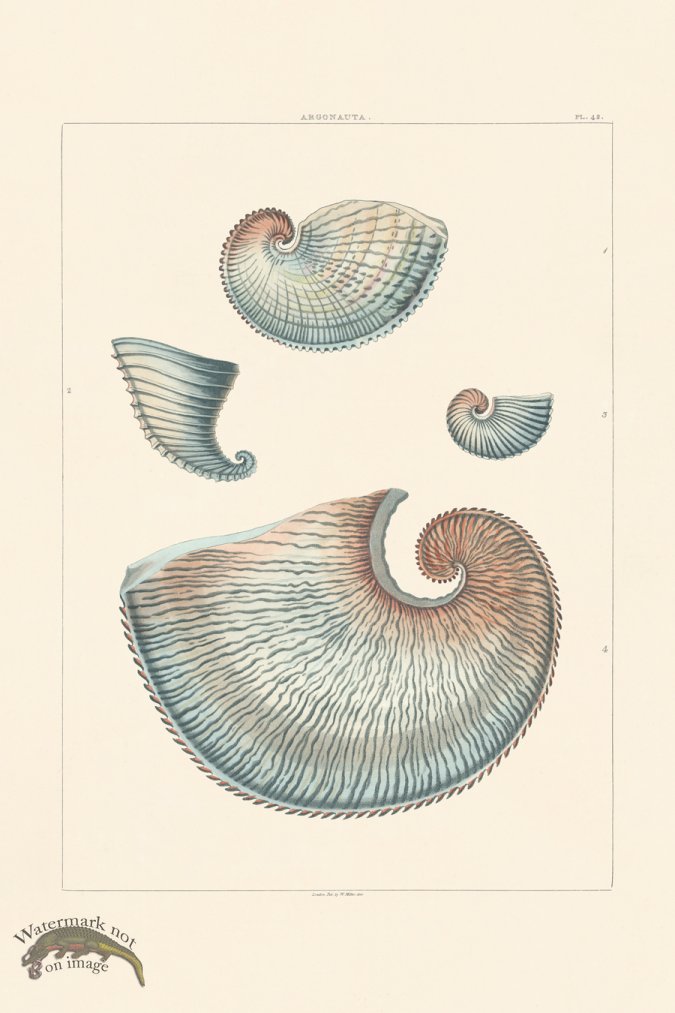 (image for) Perry Shell 42