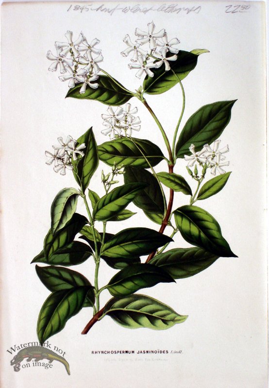 Botanical