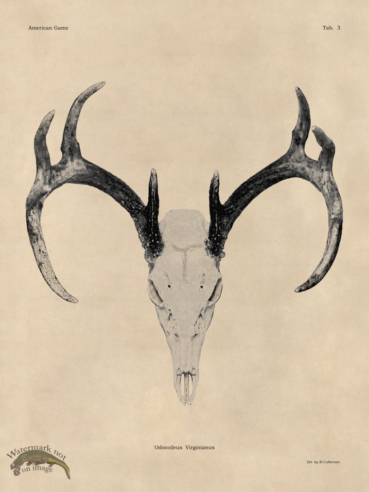 (image for) Tan Bones 03 White Tail