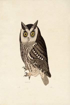 KO 14 Male Mottle Owl