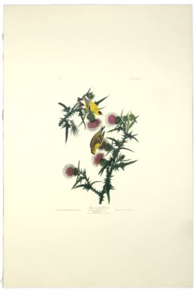 (image for) American Goldfinch