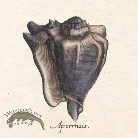 (image for) Merian Shell 3