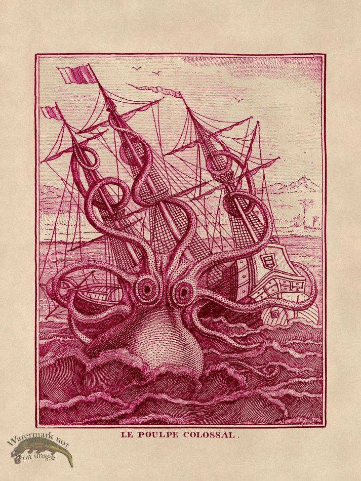 (image for) Octopus Pink 30