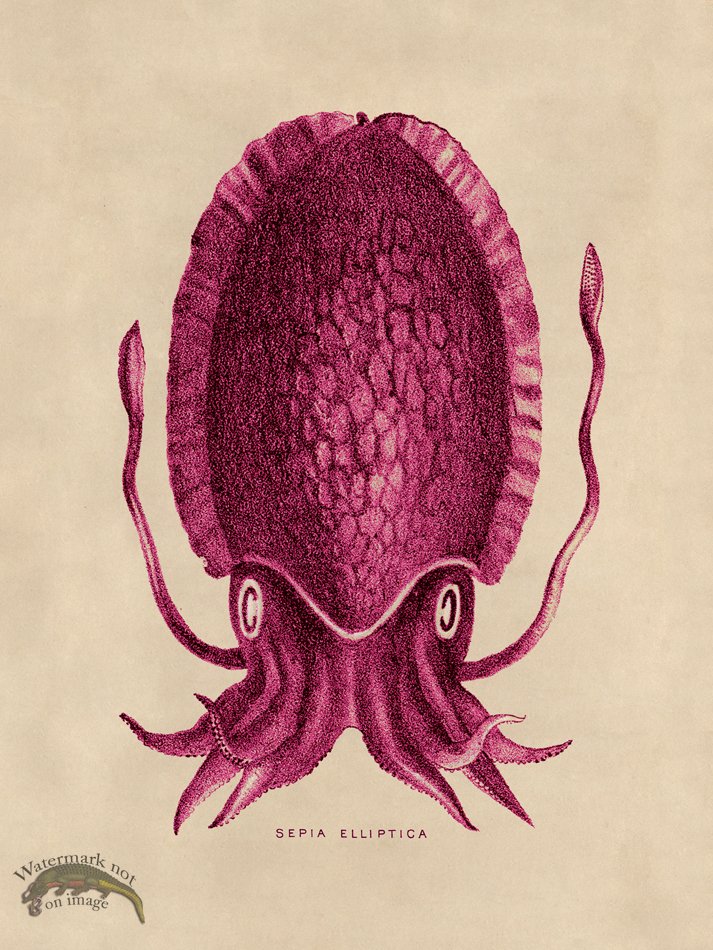 (image for) Octopus Pink 12