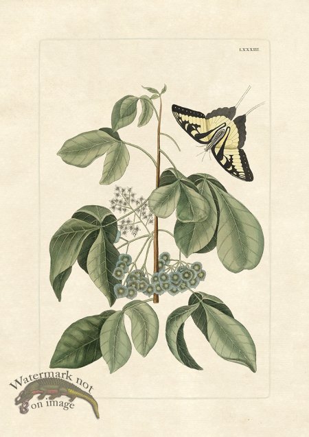 (image for) Olden Butterfly 83