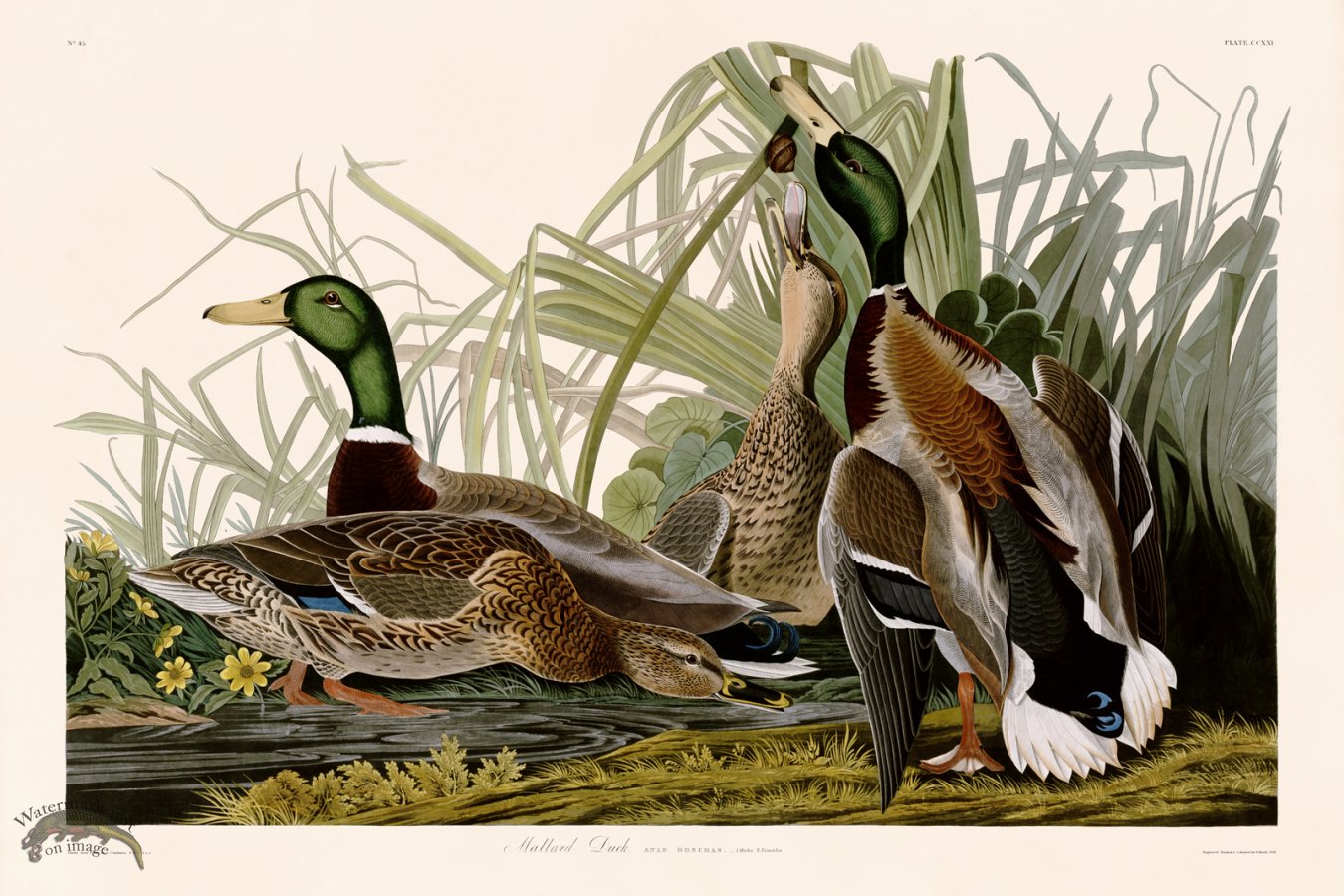 (image for) 221 Mallard Duck