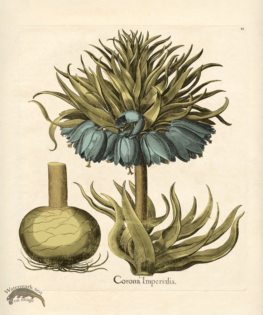 (image for) Besler Botanical 081 BG