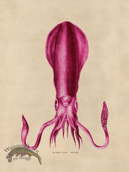 (image for) Octopus Pink 27