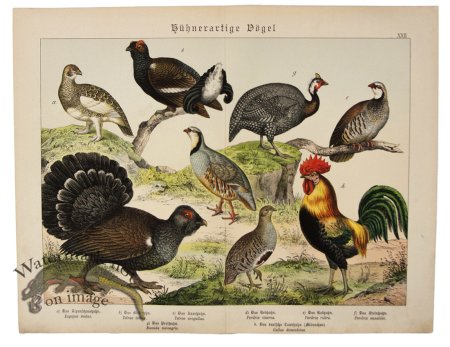 (image for) Cock Roster Pheasant Grouse 