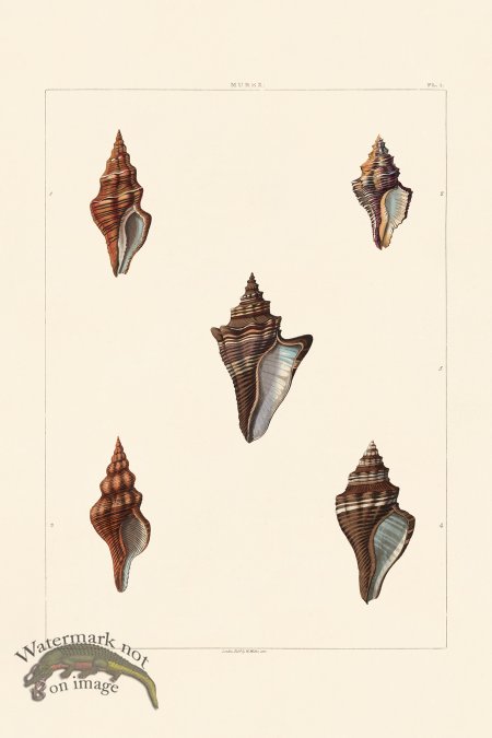 (image for) Perry Shell 01